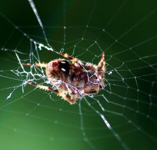 Arachnid resting macro