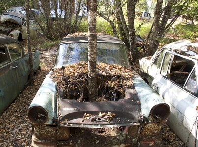 Old forest rust