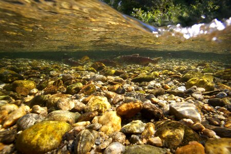 Animal fish Oncorhynchus nerka
