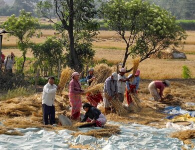 Nepalese people process cereals harvest during the main season