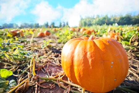 Fall orange harvest photo