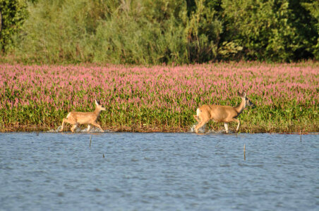 Deer by Lake