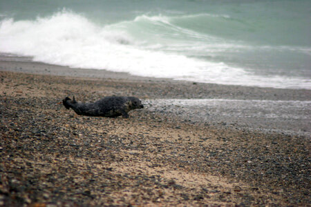 Gray Seal-1 photo