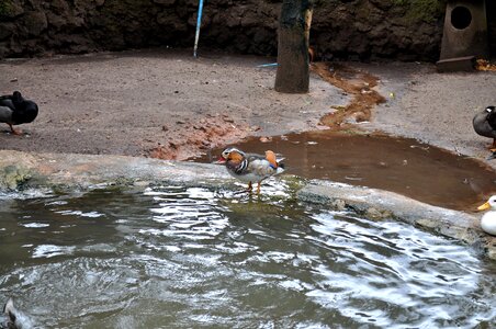 Ducks good looking looking photo