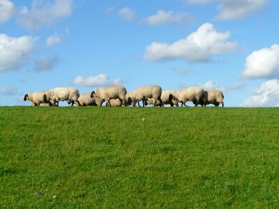 Graze wool rhön sheep photo