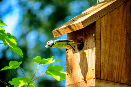Blue Bird outside a birdhouse
