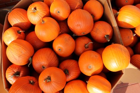 Agriculture farmer's market harvest photo