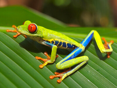 Red-Eyed Tree Frog - Agalychnis callidryas photo