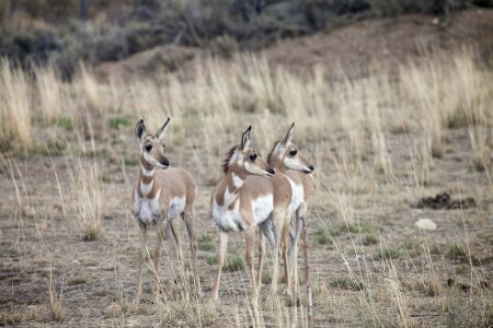 Wildlife animal country