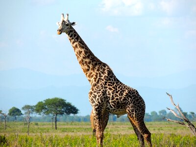 Nature serengeti tanzania