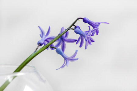 Single Purple Flower in Glass Vase photo