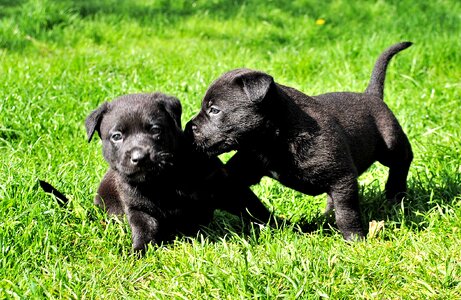 Awakened small dog puppies photo