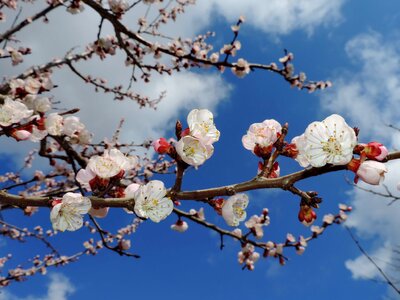 Blue Sky branches flower bud