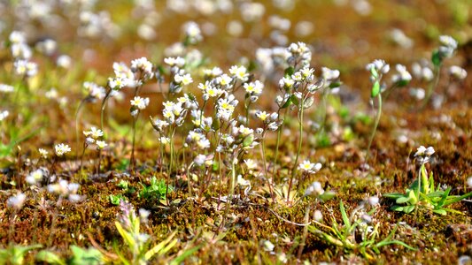 Moss flower nature