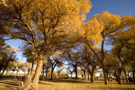 Late autumn poplar desert