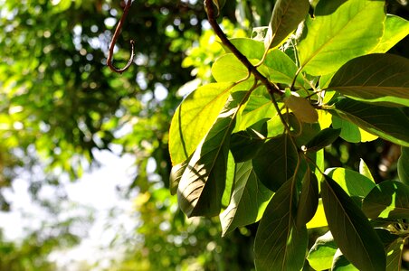 Tree leaf green light plant photo