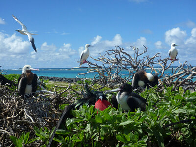 Great Frigatebirds and Red-footed Boobies at Tern Island photo