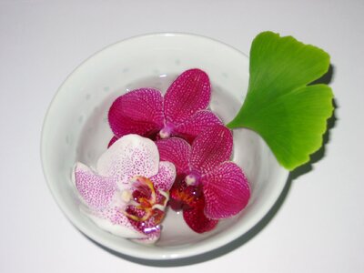 Orchid gingko zen