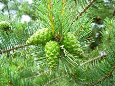 Pine needles pine branch spring photo