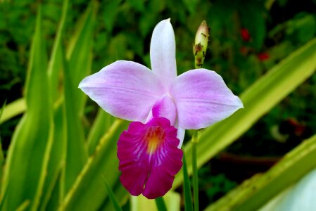 Bamboo orchid garden flowers