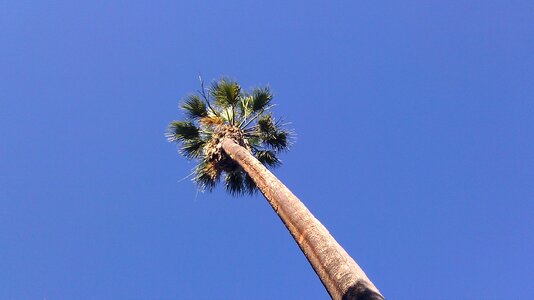 Blue tree tropical