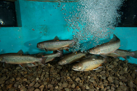 Brook trout-4 photo