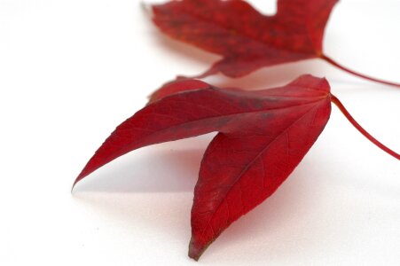 Isolated leaf