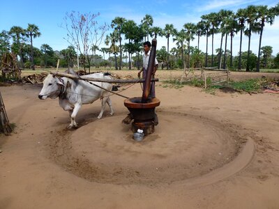 Asia animal grind