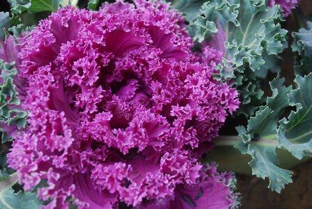 Kale fall gardening