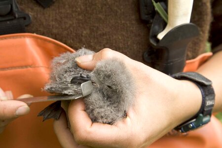 Bird chick fork