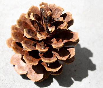 Acorn kernel seed