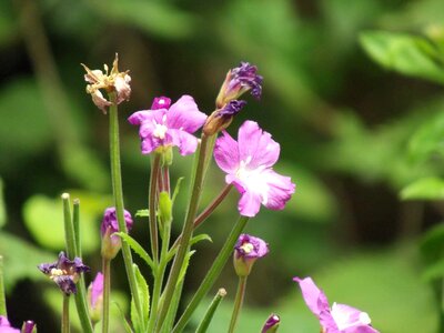 Beautiful Flowers bloom blooming photo