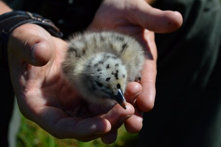 Baby nest forester photo