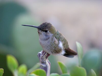 Hummingbird baja california dinky