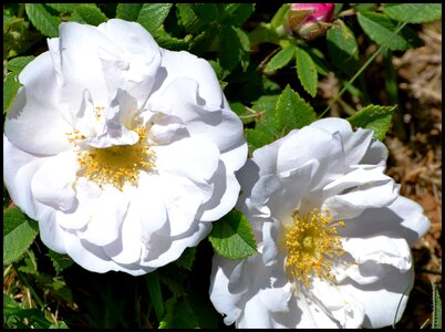 White close-up flower photo