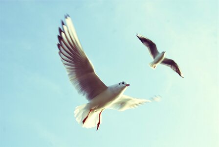 Two seagulls flying in the air photo
