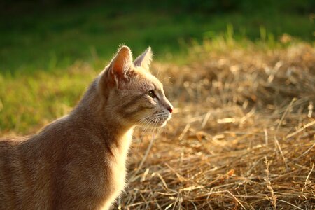 Animal cat claw