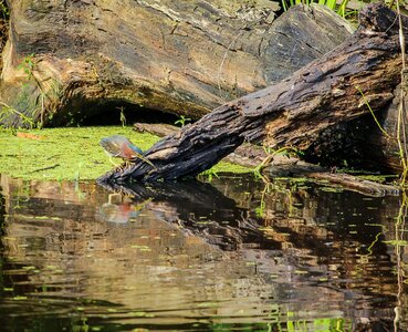 Swamp marsh water bird photo