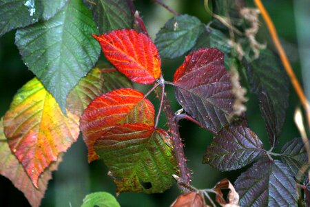 Fall leaves autumn colours fall color