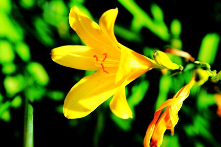 Yellow flowers nature spring photo