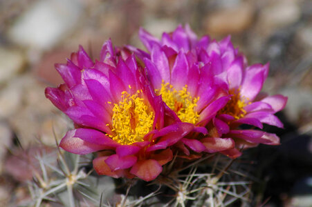 Colorado hookless Cactus-1