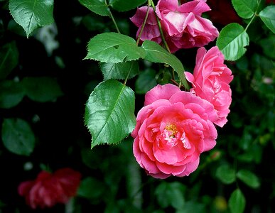 Nature flora rose bladoróżowa photo