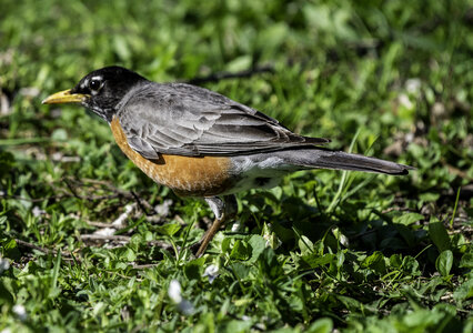Robin on the grass photo