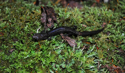 Cheat Mountain salamander-1 photo