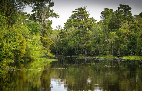 Wetland louisiana new orleans