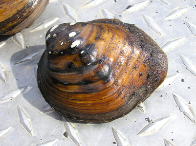 Sheepnose mussel photo