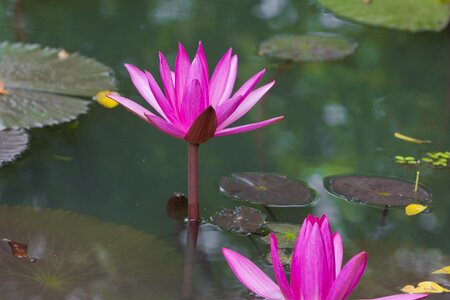 Aquatic beautiful beautiful flowers photo