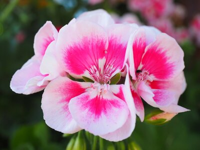 Plant flowers colorful