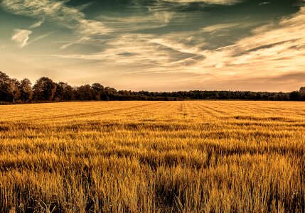 Trees nature agriculture photo