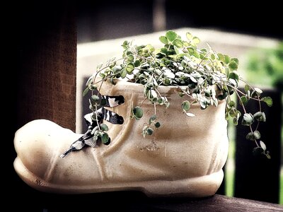 Shoe decoration flowerpot photo